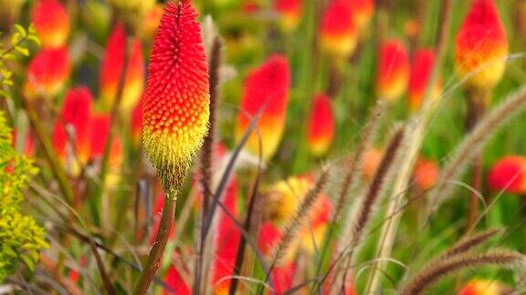 留尼汪岛的Kniphofiauvaria