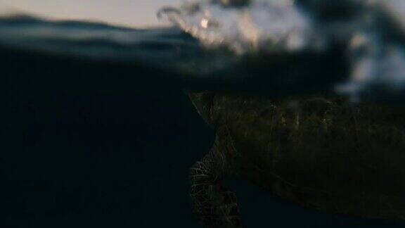 海龟海龟在海里游泳埃及红海