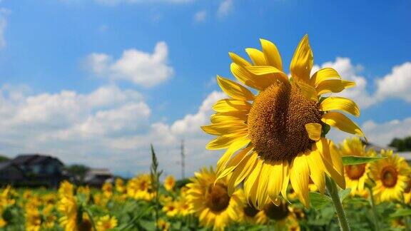 美丽的黄色向日葵在蓝色的天空下在夏天的戏剧视图花或植物背景向日葵田