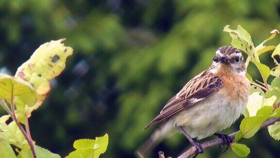 Whinchat（虎耳草）