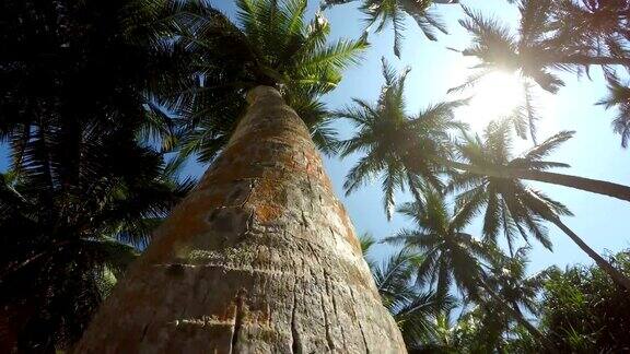 在晴朗的日子里摄像机爬上棕榈树树干的4K镜头热带度假