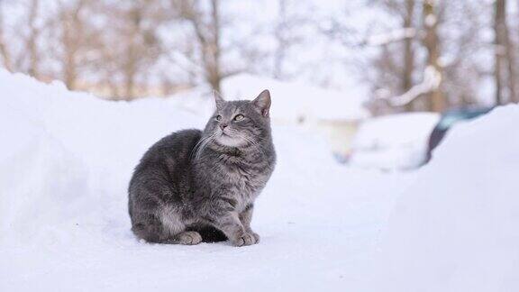 在一个霜冻的日子里流浪猫坐在雪地里