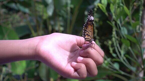 美丽的蝴蝶在小女孩的手上扇动着翅膀