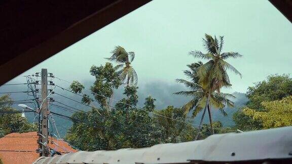 极端天气台风风暴使椰子树弯曲