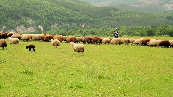 一群绵羊和羊羔从牧羊人面前经过