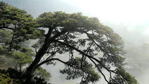 苍茫的黄山蓝天为背景