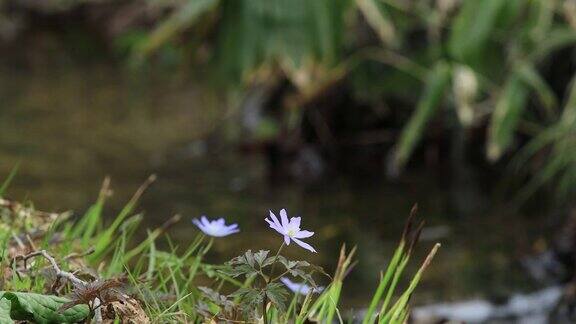 花和Crearwater河流在风景优美的日本森林