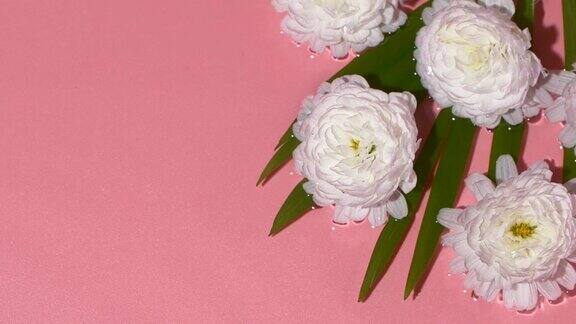 白色花朵孤立在粉红玫瑰的背景下水面涟漪飞溅