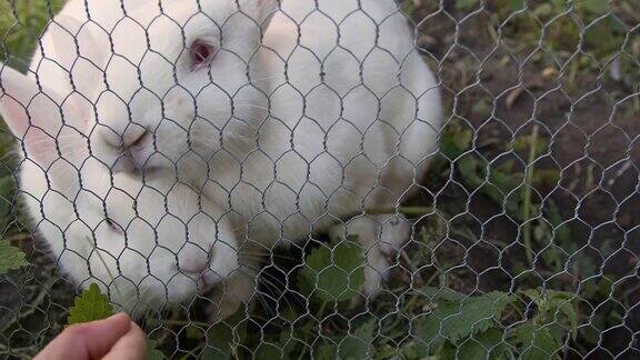 两只漂亮的小白兔在围栏里吃东西