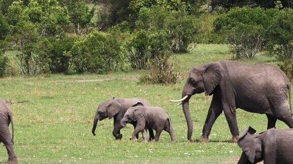 非洲象loxodontaafricana在肯尼亚马赛马拉公园的灌木丛中行走的小组实时4K