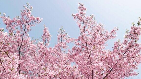 樱花概念日本的樱花花见粉色川樱花4k慢动作镜头倾斜向上观看