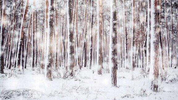 美丽的被雪覆盖的树木在冬天下雪时在森林中云杉