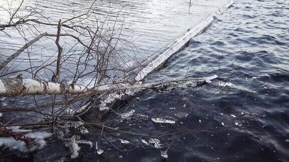 芬兰当湖面开始结冰时植物被冰覆盖