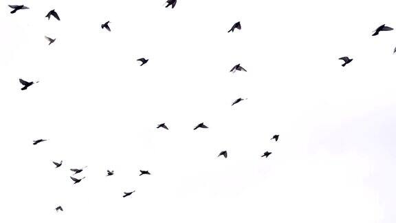 飞翔的鸽子群