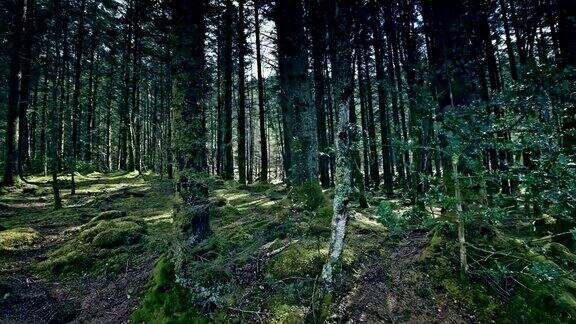 绿色的山丘上覆盖着森林自然美苏格兰