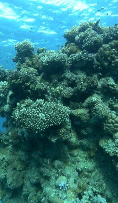 一群色彩斑斓的热带鱼游过美丽的珊瑚柱珊瑚礁上不同种类的热带鱼类珊瑚礁上的水下生物垂直视频
