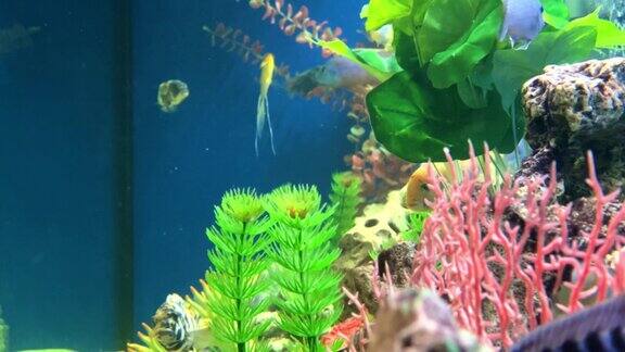 色彩斑斓的鱼缸气泡淡水鱼游泳和水生植物