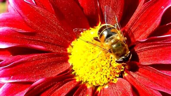 微距摄影一只蜜蜂在菊花上