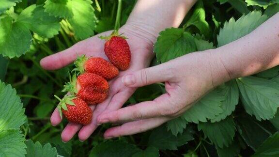 从灌木丛里摘了四个成熟的大草莓
