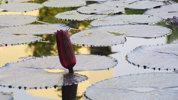 红莲蓓蕾新鲜生长在天然湖泊中