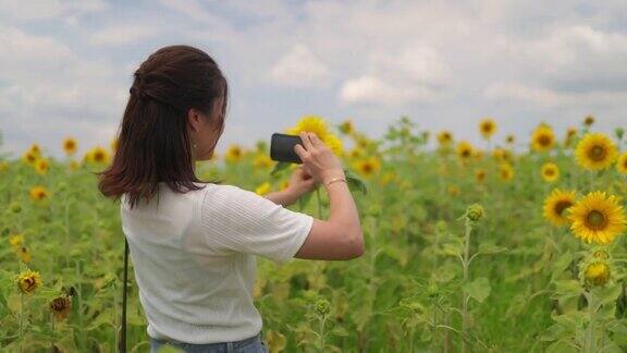 一名日本女子在向日葵地里拍摄向日葵
