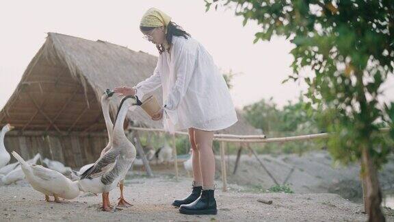 在家禽农场喂鹅和鸭的年轻女子