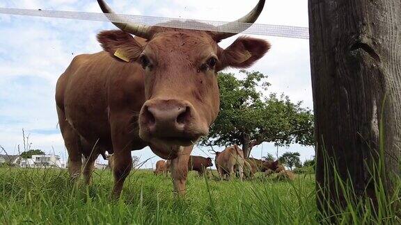 棕色的奶牛看着镜头吃着草