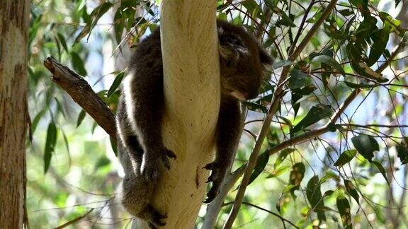考拉在树上睡觉