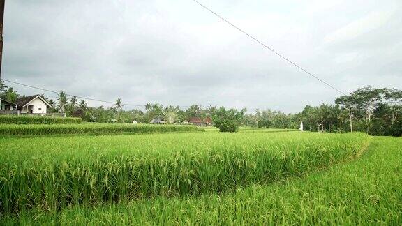 风景优美的绿色稻田与印尼