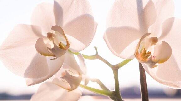 阳光照耀下的白兰花