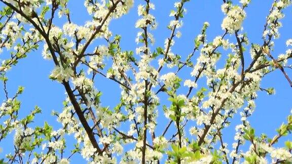 盛开的李树的树枝白色的花朵