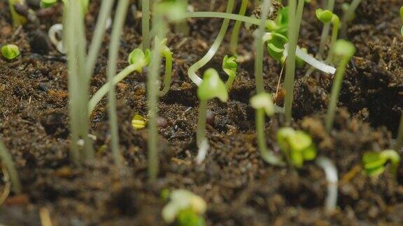 特写时间:绿豆芽最初在土壤中生长