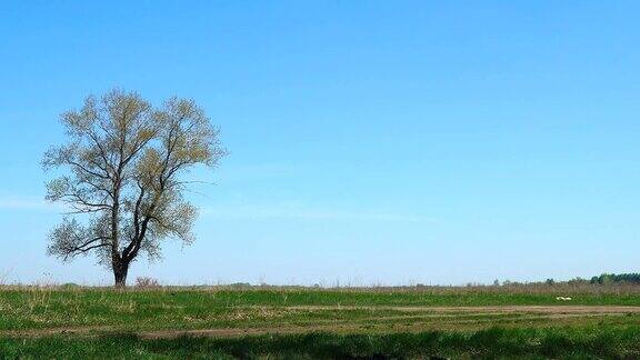一棵孤独的树映衬着绿草和蓝天