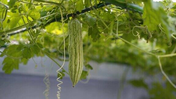 苦瓜(苦瓜)属植物