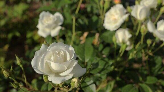 花园里有朵白玫瑰