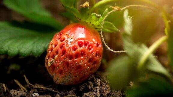 草莓生长时间流逝微距