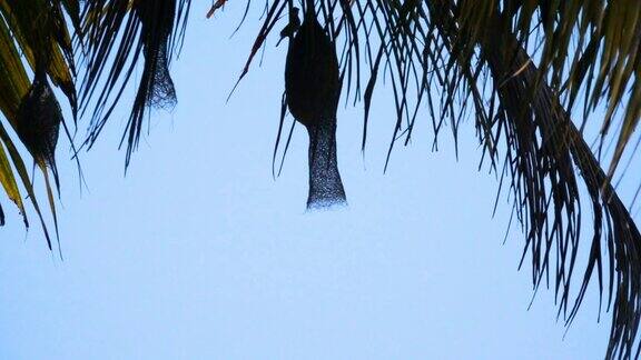 欧亚树雀飞进泰国椰子树巢的慢镜头