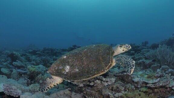 大型海龟在海洋表面深处多彩的珊瑚礁结构上游泳宽水下视图