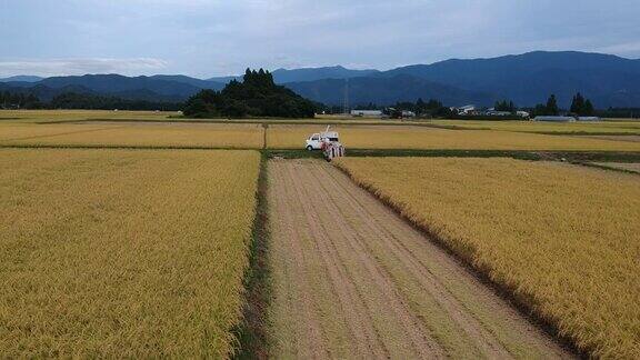 日本水稻收割的鸟瞰图