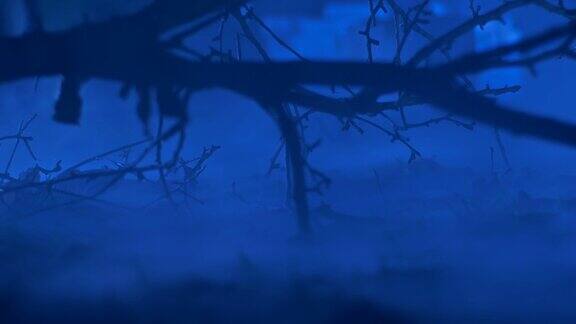 高清:月光下的迷雾森林