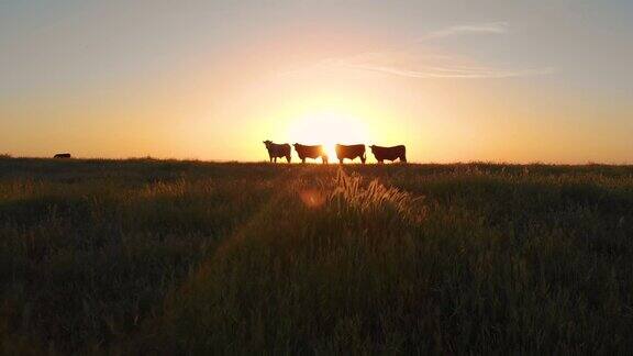 在一个美丽的夏夜一群奶牛在广阔的牧场上吃草
