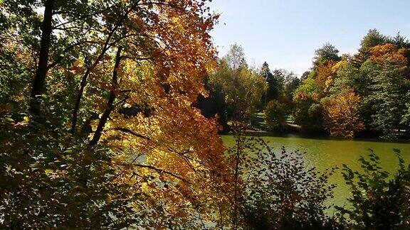 湖岸边的秋叶