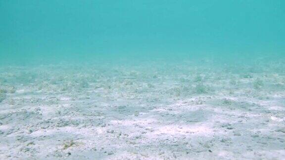 海底的藻类