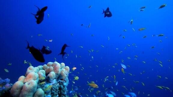 热带水下观赏海洋鱼类