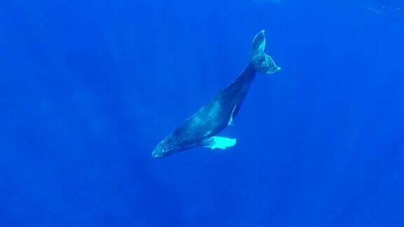 小座头鲸在水面游泳
