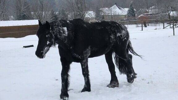 冬天野地里的弗里西亚马躺在雪地里黑马在雪地上奔驰