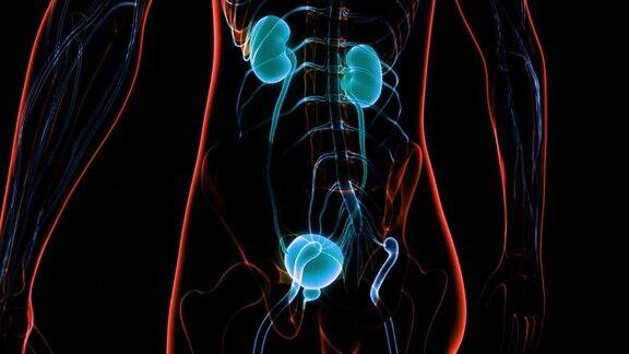人体泌尿系统肾脏与膀胱解剖动画概念