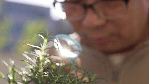 那位老年植物学家正用放大镜看着一盆绿色植物