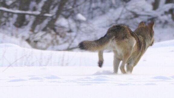 狼雪地奔跑狩猎追踪食物