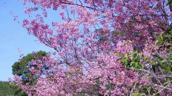 樱桃杏枝在春天开花